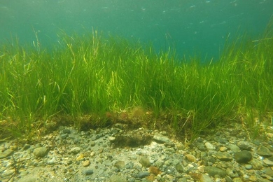 At the edge of an eelgrass bed, rocky sandy sediments appear in the foreground. Organic buildup of sediments under the vegetation can also be seen. 