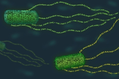 MIT biological engineers have devised a programming language that can be used to give new functions to E. coli bacteria. 