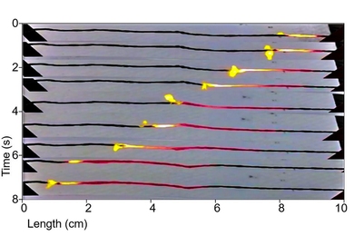 In this time-lapse series of photos, progressing from top to bottom, a coating of sucrose (ordinary sugar) over a wire made of carbon nanotubes is lit at the left end, and burns from one end to the other. As it heats the wire, it drives a wave of electrons along with it, thus converting the heat into electricity.