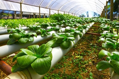 A five-day MIT Professional Education course — Agriculture, Innovation, and the Environment — showcased new technologies and strategies for making the agriculture industry more productive.