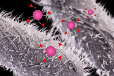 A new immunization strategy against microbes that invade the gastrointestinal tract may someday offer an alternative to antibiotics.