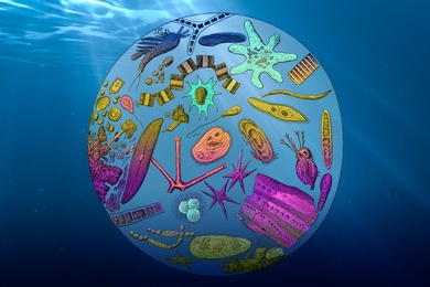 MIT climate scientists have found that the ocean’s export efficiency, or the fraction of total plankton growth that is sinking to its depths, is decreasing, due mainly to rising global temperatures.
