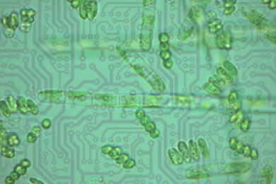 Microbes atop circuit lines
