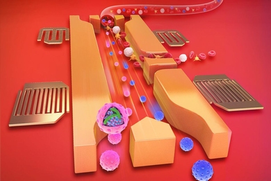 This schematic shows a microfluidic device that uses sound waves to separate exosomes (pink spheres) from other components of blood. 
