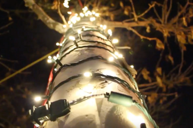 Trees light up MIT campus as part of the fourth annual Tech Twinkles lighting celebration. 