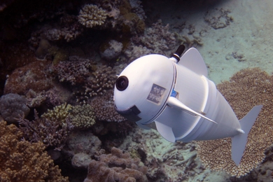 Using its undulating tail and a unique ability to control its own buoyancy, SoFi can swim in a straight line, turn, or dive up or down. 