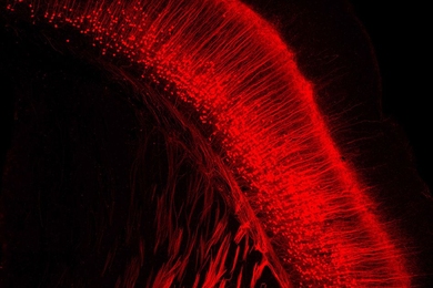 Researchers at MIT and the Allen Institute for Brain Science have developed a new modified version of the rabies virus that stops replicating once it infects a cell, allowing it to deliver its genetic cargo without harming the cell. 