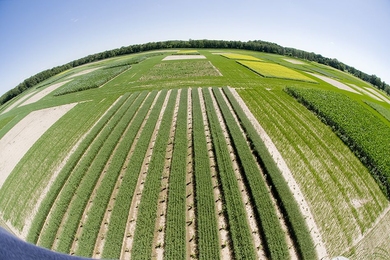 At Michigan State University’s W. K. Kellogg Biological Station, Great Lakes Bioenergy Research Center researchers are evaluating the performance of a variety of novel bioenergy crop production systems for crop yield and quality, impacts on microbial-plant interactions, biogeochemical and biodiversity responses and water use. 