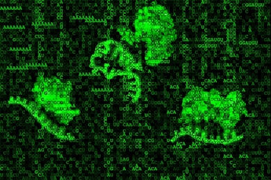 Researchers have taken an in-depth look at RNA-protein interactions, determining the sequence, structure, and context preferences of RNA-binding proteins in a high throughput manner.