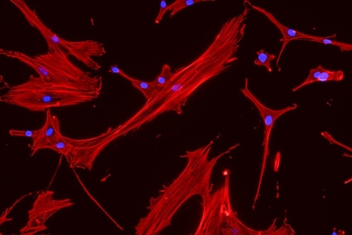 MIT engineers grew these mesenchymal stem cells (red, with blue nuclei) on a surface with mechanical properties similar to those of bone marrow.