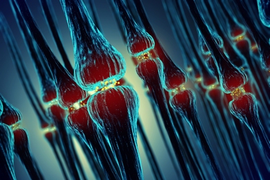 A new study has found that the protein SAP102 plays a unique role in transmission across neural connections, or synapses.