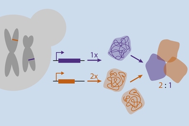 Cells have evolved to produce the components of their multi-protein complexes in precise ratios.