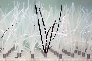 Seagrass could play a key role in protecting vulnerable shores as they face onslaughts from rising sea levels.
