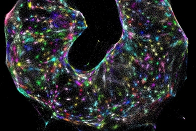 A visualization of the data for a sample provided by DNA microscopy, with random colors assigned to individual inferred cells.