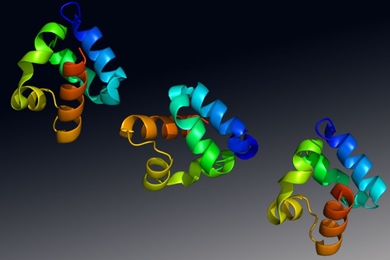 Structure of the Shank3 protein, a gene with a strong association to autism spectrum disorder.