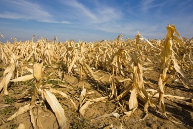 If the world is to be free of hunger and malnutrition in accordance with the 2030 UN Sustainable Development Goals, actions to strengthen the resilience and adaptive capacity of food systems must be rapidly implemented in order to adapt to climate change. Research launched by J-WAFS seeks to map out the most strategic ways that research can be used to ensure a global transition toward food-system ...