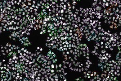 In situ sequencing identifies the gene knockout in each cell of a pooled CRISPR library. Fluorescence microscopy records both cellular phenotypes and sequencing data (cell nuclei are depicted in gray and the nucleotide bases are green = guanine, red = thymine, magenta = adenine and cyan = cytosine). 