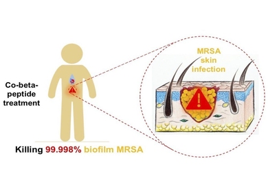 The co-beta peptide treatment is shown to eradicate biofilm bacteria such as MRSA, a particularly difficult form of bacteria to treat.