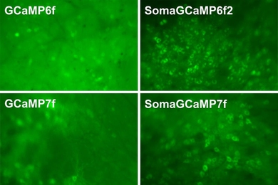 Using a new calcium indicator that accumulates in the cell bodies of neurons (boxes at right), MIT neuroscientists are able to more accurately image neuron activity. Traditional calcium indicators (boxes at left) can generate crosstalk that blurs the images.