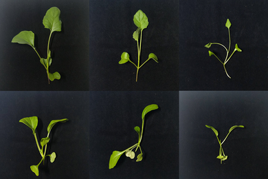 A 3x2 grid of green seedlings on a black background