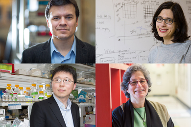 A grid of four portrait photos of the award winners