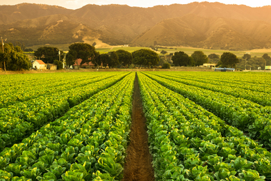 agriculture field