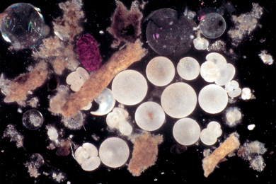 phytoplankton
