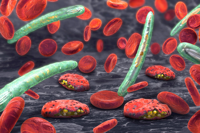 Plasmodium falciparum