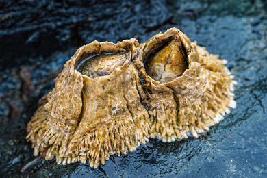 barnacles sticking to rock