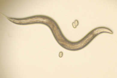 Photo of a small, curvy worm on agar plate