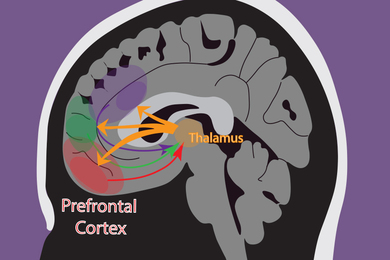 Illustration of the human brain showing the location of the prefrontal cortex and thalamus
