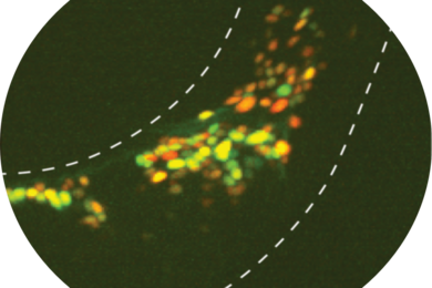 On a dark background, cells lit up green follow the dotted outline of a worm's body.
