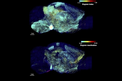 Two brain cross sections flouresce in a rainbow of colors corresponding to individual regions active in storing or recalling a memory.