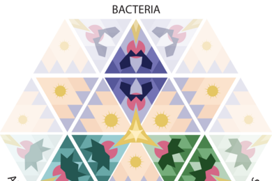 Illustration of a hexagram with colorful geometric shapes inside. Three opposing sides are labled "bacteria," "plants," and "animals."