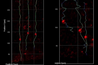 On a black backround, two line graphs show red dots superimposed on three roughly vertical lines. In the chart at left, the lines are nearly vertical, while the lines in the chart at right are more zig-zaggy.