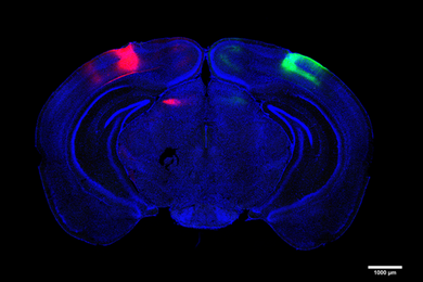 On a black background, a blue cross-section of a mouse brain has red highlighting in a region of the upper left and green highlighting in a region of the upper right.