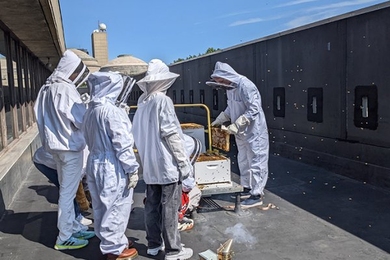 Five students wearing white beekeepers gear attend to the MIT hive. One is removing a honeycomb as bees fly around them.