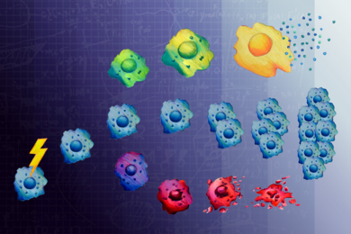 Illustration of several normal cells (blue) in a line, branching off into senescent cells (growing larger and resembling a fried egg) and cells undergoing apoptosis (increasingly broken apart)