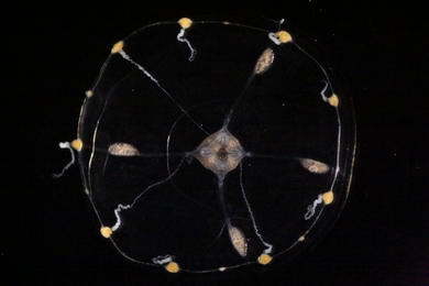 A jellyfish's umbrella-shaped body, mostly clear but with an opaque mouth at the center and links between its body and its tentacles, is shown over a black background.