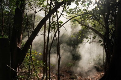 Photo of a forest with sunbeams illuminating a white mist in the air 