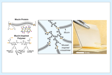 Diagram of 5mm gel sheet, showing mucus protein and polymers coming together at star-shaped crosslinkers