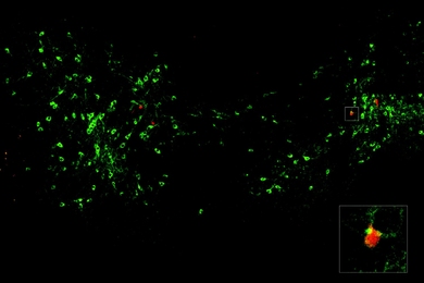 Neurons glow green against a black background. A few red specks can be seen. An inset magnifies one of these cells that has red and green staining.