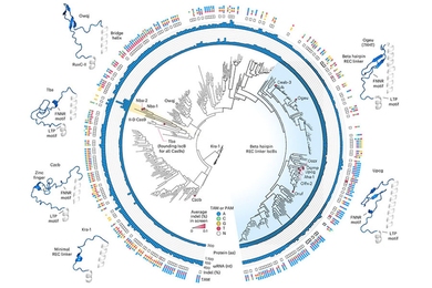 An intricate circular branching diagram that visually represents the evolutionary relationships among different proteins.