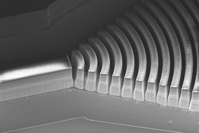 Microscopic view of a “comb” with curved radiating parts.