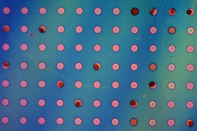 A polymer film suspended over a grid of microwells.