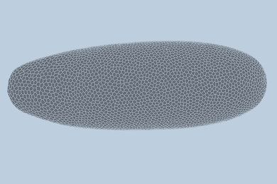 A oval-shaped embryo made of polygon-shaped cells dynamically rearranges.