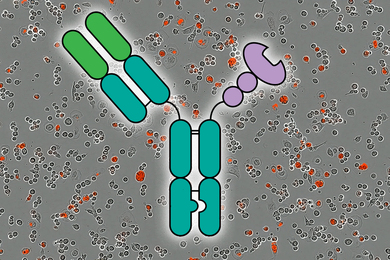 A simple figure of a Y-shaped lectin is in center. In background are 2 photos showing the amount of killed cancer cells, in red, over 5 hours.