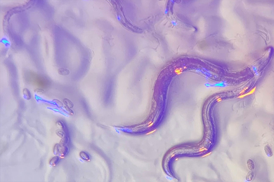 Enlarged image of two Caenorhabditis elegans worms