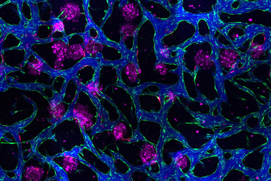 Colorful microscopic view of blood vessels 