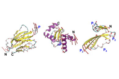 Three ribbon diagrams of proteins in a 3D format, each in different colors
